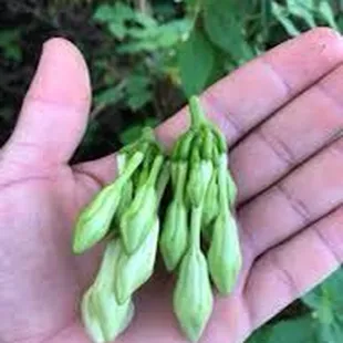 Loroco Flower