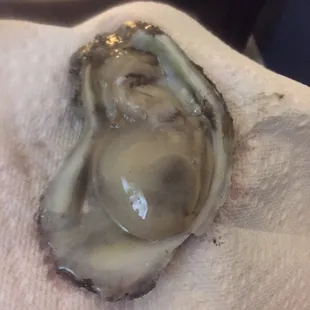 an oyster on a white towel