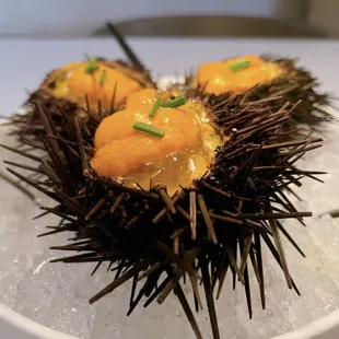 Un Morso di Riccio di Mare