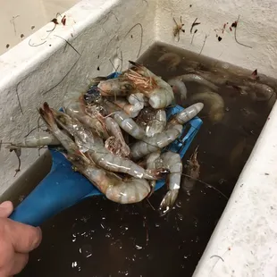 Fresh shrimp