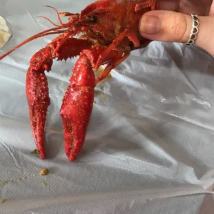 Crawfish