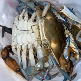 Blue Crabs