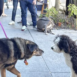The dogs of the West Village