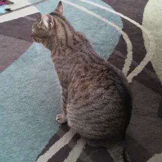 D. G.