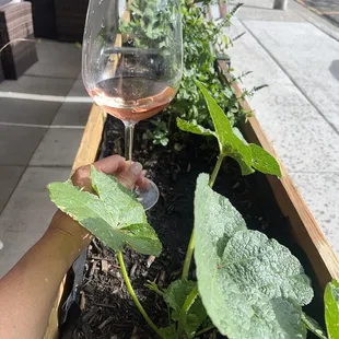 food, sushi and sashimi