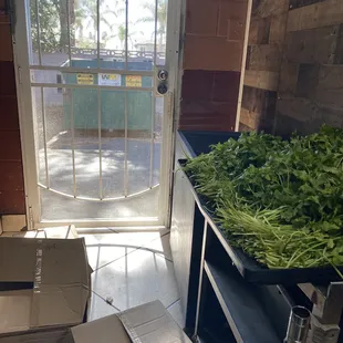 The cilantro near restrooms and rear door. Disgusted by this place, I&apos;ll never eat here again.