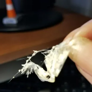 Scotch tape or something in chicken enchilada. Gross