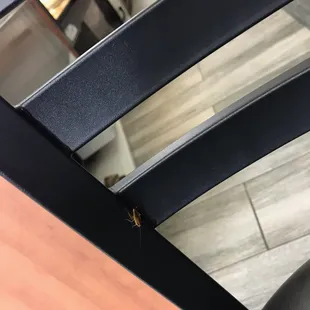 Roach on the chair. Normally I don't mind company but this was unexpected