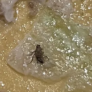 This is the bug in my daughter's food!!