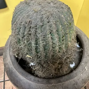 How about this? So much dust and dirt Dirty counters, and please use a spoon when you get the tomatoes out of the container!