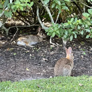 Bunnies frequent the area