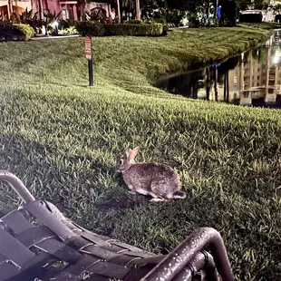 Lots of bunnies, all the time..