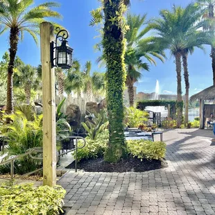 a view of the pool and palm trees