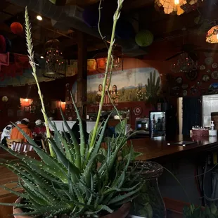 a plant in a pot