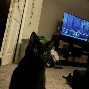 a black cat sitting in front of a television