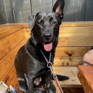 Pup allowed on the back patio