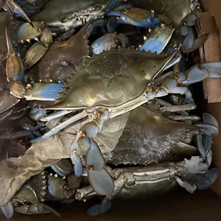 Blue Crabs