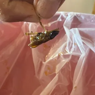 A roach found in food.