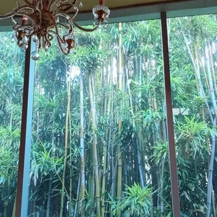 Beautiful garden wall from the inside (the right side, the air conditioned side)