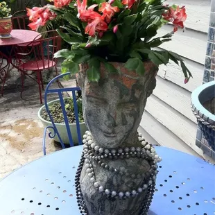 Christmas cactus