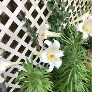 Easter lilies in garden