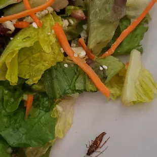 Roach in salad