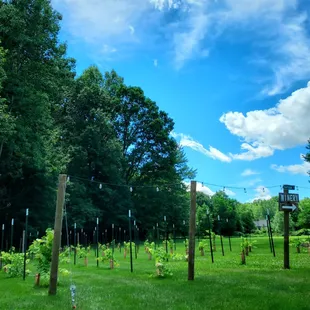 La Famiglia Winery grape vines