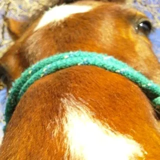 Krista ..