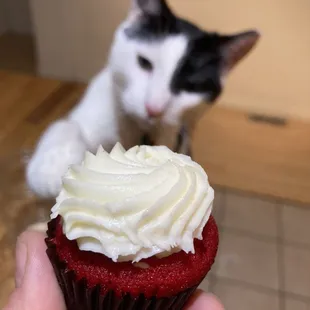 my cat was very intrigued but no sweets for him