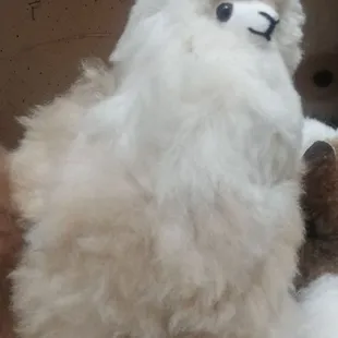 Llama llama!