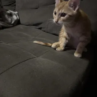 kitty is seen eating the food