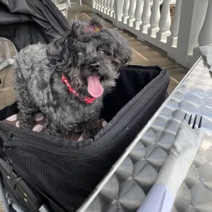 Waiting for lunch on the patio