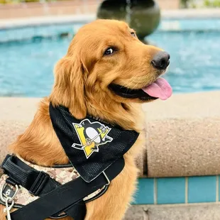 Sidney gives a full four paws approval for a Mexican lunch outside by the fountain!
