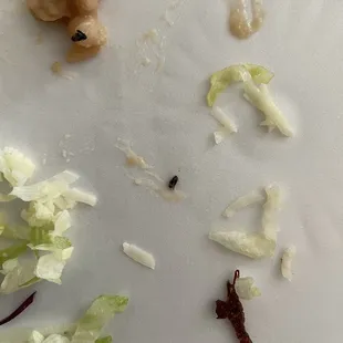 Bugs in the beans. WTF!