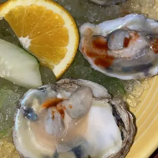 Oysters