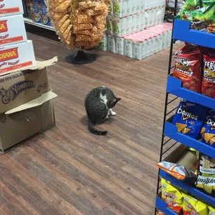 a cat sitting on the floor