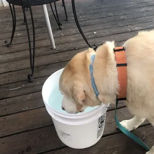 a dog drinking water from a bucket