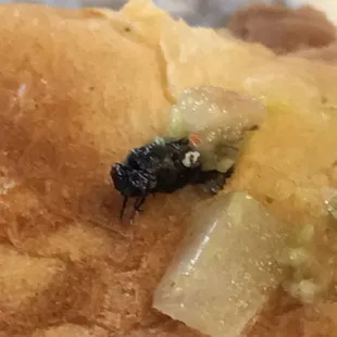 A fly.