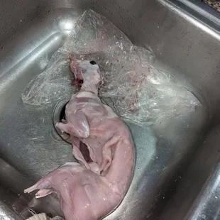 This is my rabbit after they skinned him. He was still warm when they handed him to me