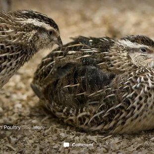 two quails on the ground