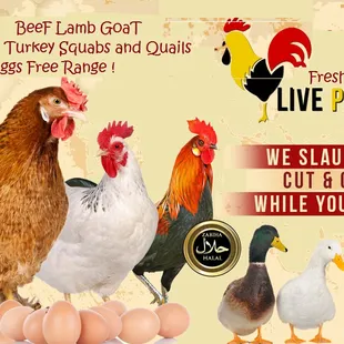 chickens, chickens, and eggs