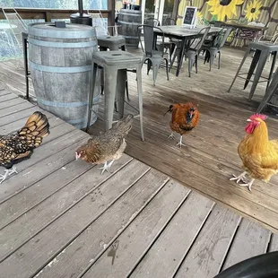 Chickens!