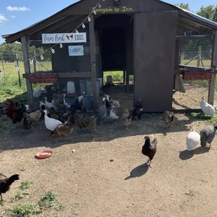 chickens and chickens in a barn