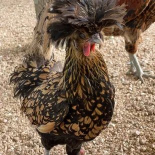 a rooster with a feathered head