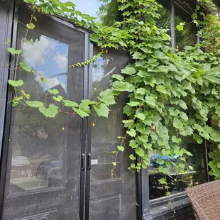 The best part of this Italian restaurant was the cascading grape vine artistically draping the front window.
