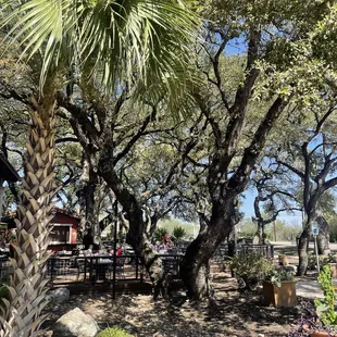 a palm tree in the foreground