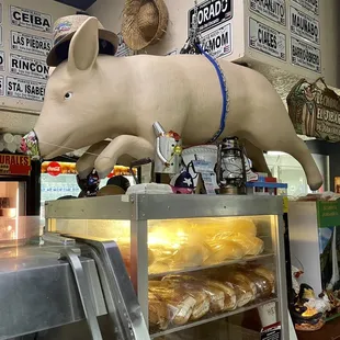 a pig on display