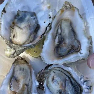 Oysters! 4 for $10 - Myagi &amp; Kumamoto