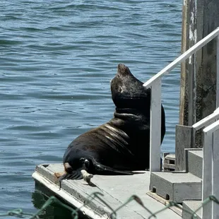 Sea lions