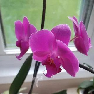 Kat M.